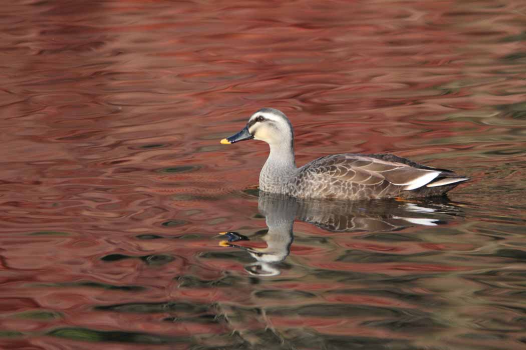 泉の森の池には冬鳥が渡ってくる季節です