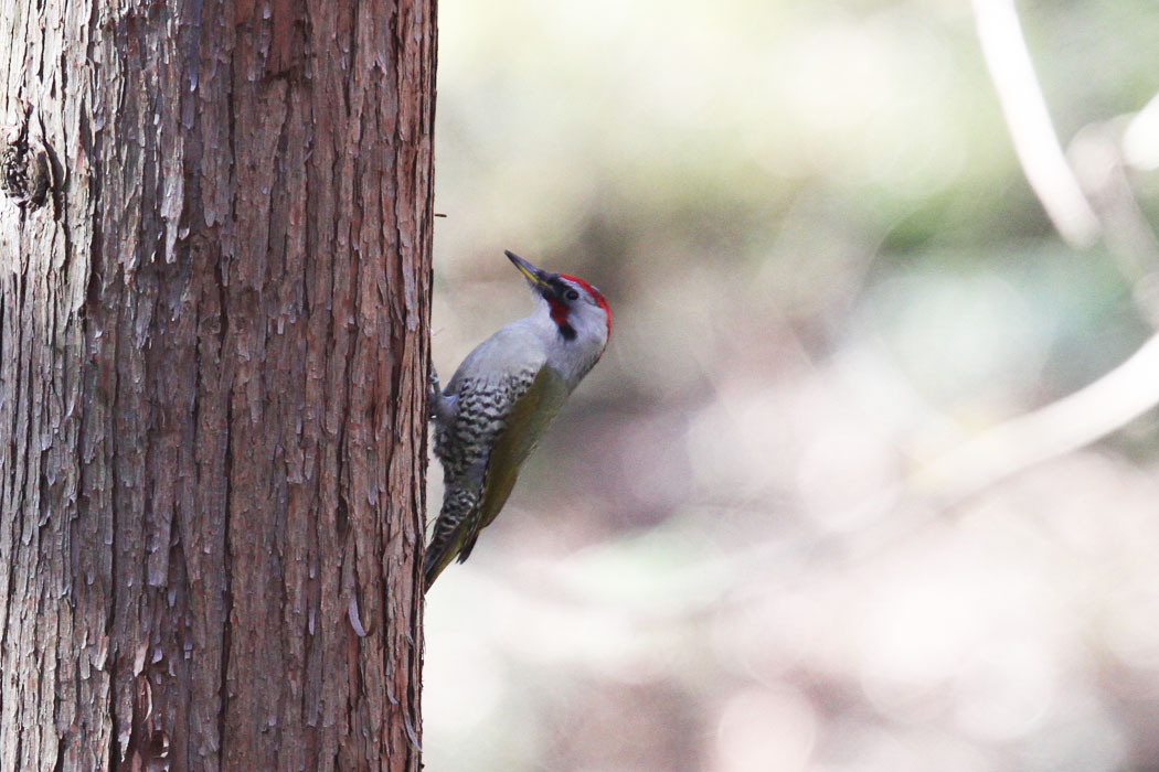 この冬はどこも鳥が少ないなーと言う声が聞こえます。谷戸山公園でもルリビタキやジョウビタキはどこなのかなといった感じ。でもアオゲラが数羽楽しませてくれました。