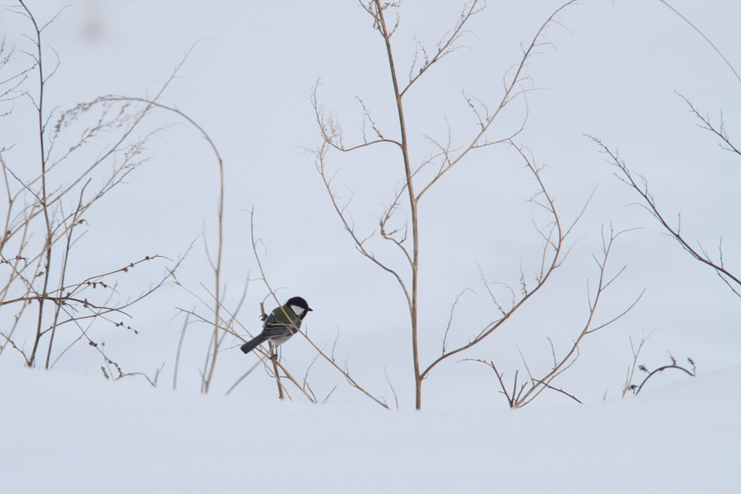 八ヶ岳のロッジで昼食と鳥見。エサ台はニホンリスが独り占め。近くの野辺山の草原ではシジュウカラが雪の上の草の実を食べていました。